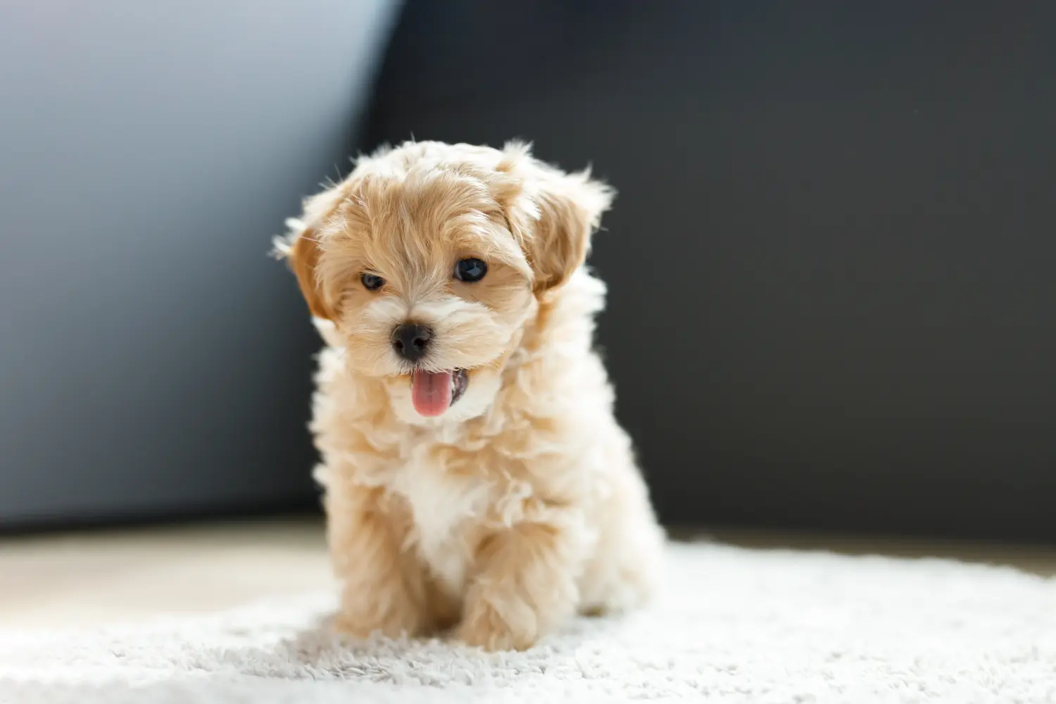 Einen Maltipoo Welpen zu kaufen, bedeutet Verantwortung zu übernehmen! Maltipoo Welpen kaufen.