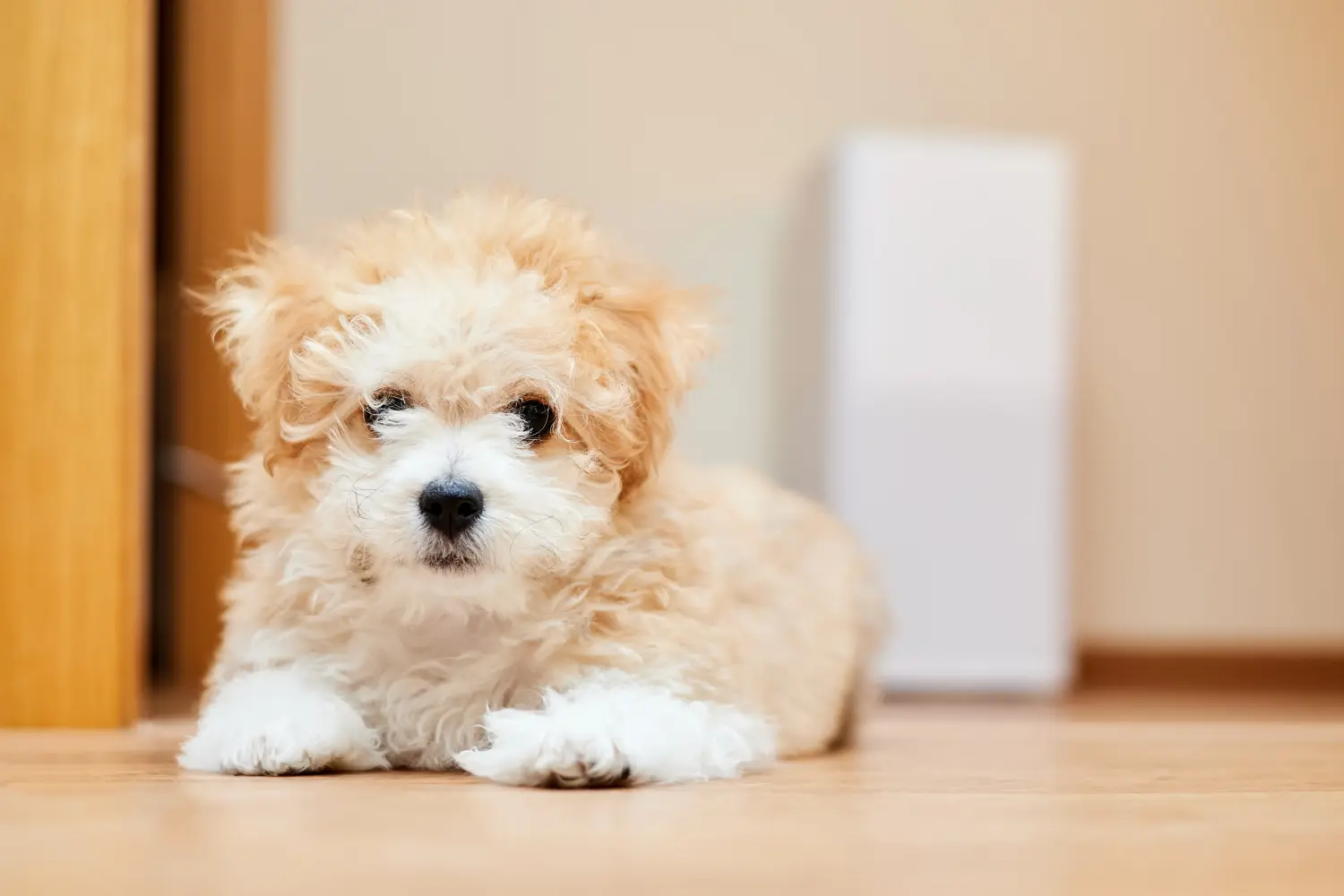 Einen Maltipoo Welpen zu kaufen, bedeutet Verantwortung zu übernehmen! Maltipoo Welpen kaufen.