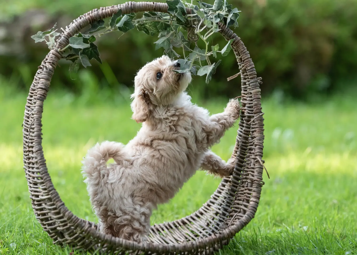 Einen Maltipoo Welpen zu kaufen, bedeutet Verantwortung zu übernehmen! Maltipoo Welpen kaufen.
