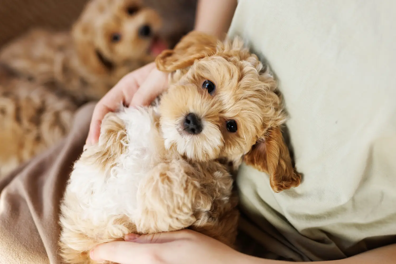 Einen Maltipoo Welpen zu kaufen, bedeutet Verantwortung zu übernehmen! Maltipoo Welpen kaufen.