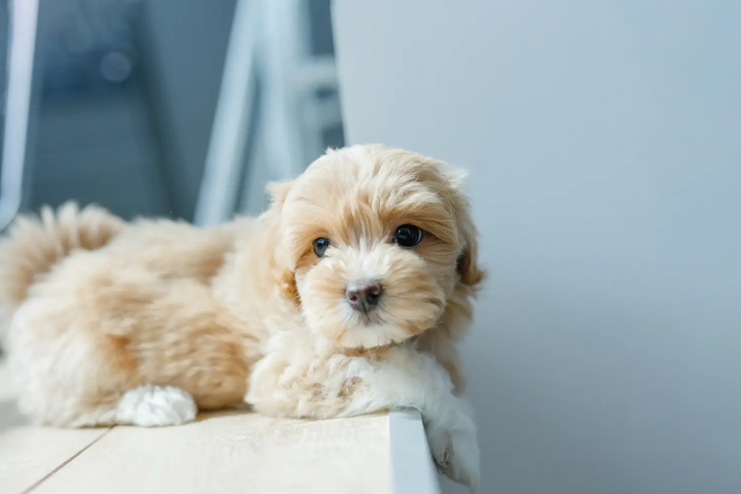 Einen Maltipoo Welpen zu kaufen, bedeutet Verantwortung zu übernehmen! Maltipoo Welpen kaufen.