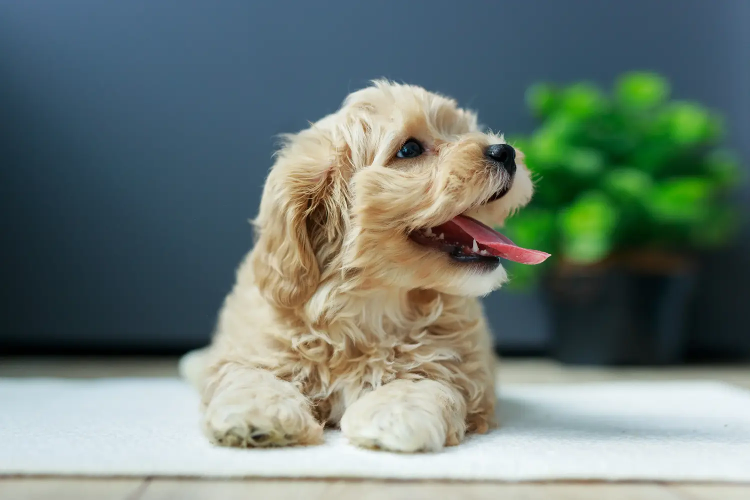 Einen Maltipoo Welpen zu kaufen, bedeutet Verantwortung zu übernehmen! Maltipoo Welpen kaufen.