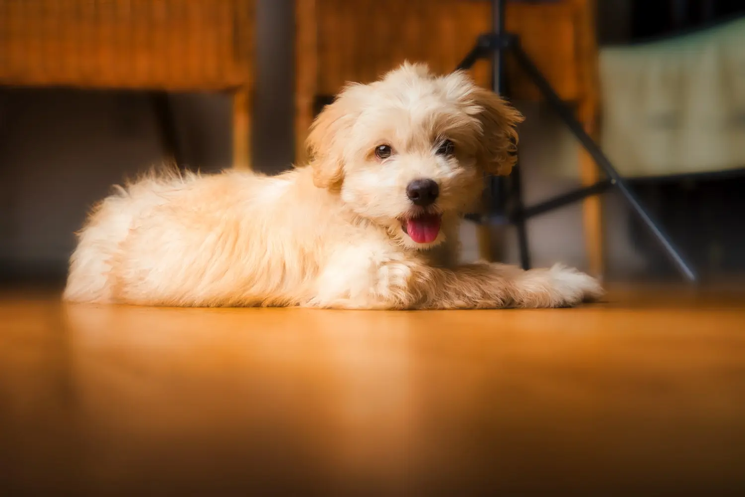 Einen Maltipoo Welpen zu kaufen, bedeutet Verantwortung zu übernehmen! Maltipoo Welpen kaufen.