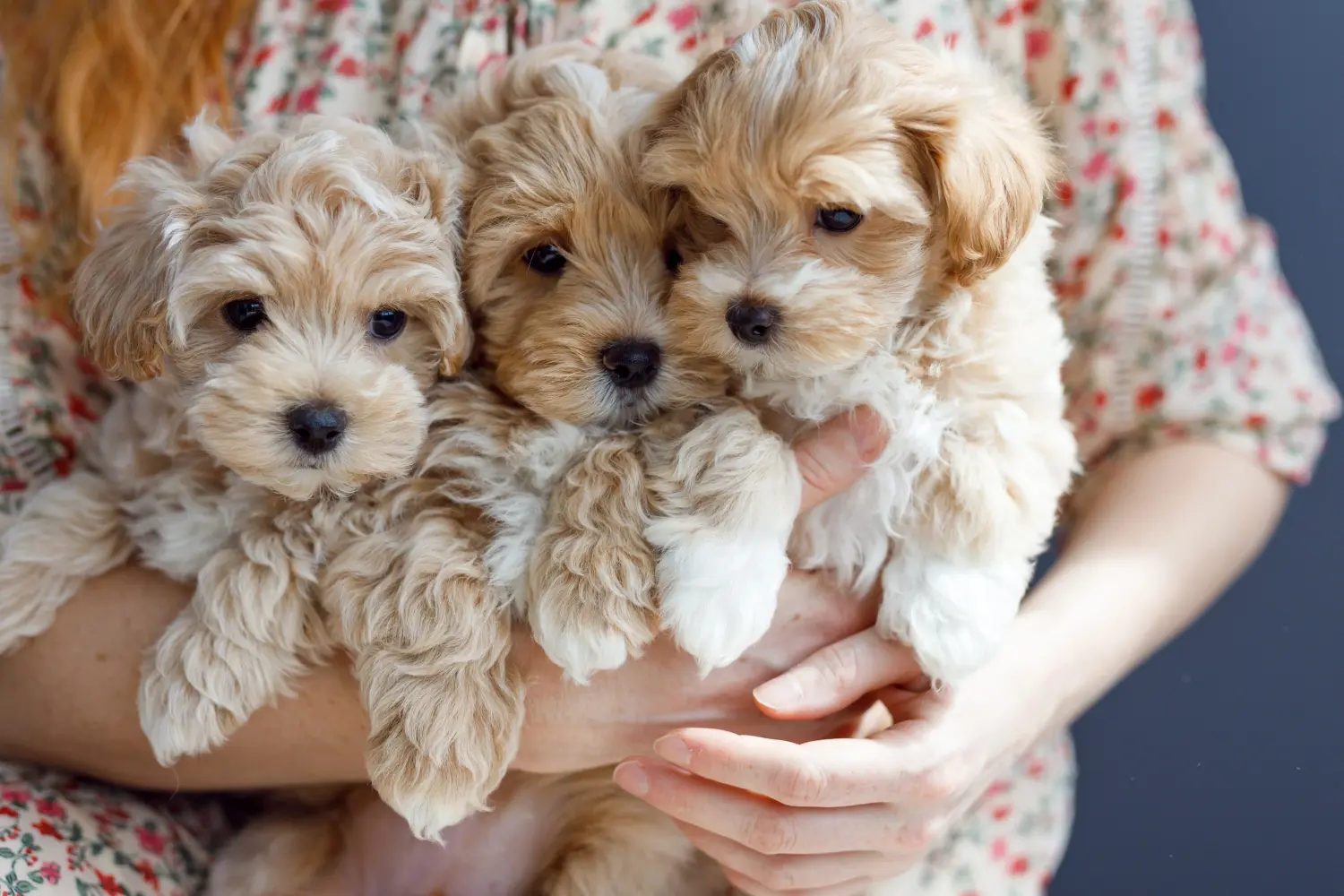 Einen Maltipoo Welpen zu kaufen, bedeutet Verantwortung zu übernehmen! Maltipoo Welpen kaufen.