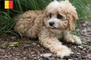 Mehr über den Artikel erfahren Maltipoo Züchter und Welpen in Belgien