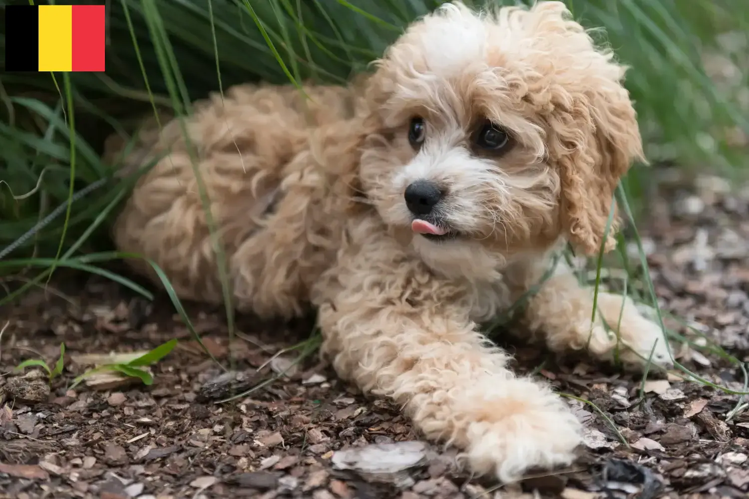 Maltipoo Welpen und Züchter Belgien Hier findest Du Maltipoos Züchter in Belgien.