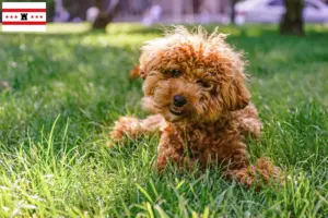 Mehr über den Artikel erfahren Maltipoo Züchter und Welpen in Drenthe