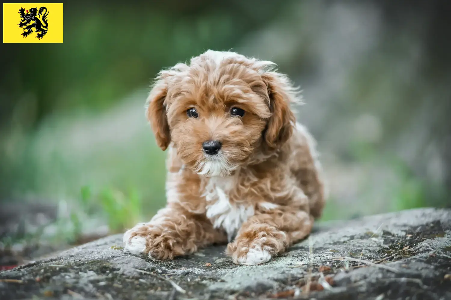 Maltipoo Welpen und Züchter Flandern Hier findest Du Maltipoos Züchter in Flandern.