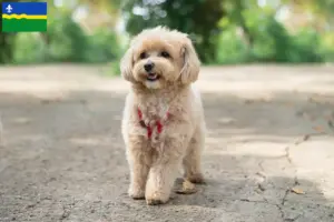 Mehr über den Artikel erfahren Maltipoo Züchter und Welpen in Flevoland