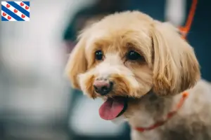 Mehr über den Artikel erfahren Maltipoo Züchter und Welpen in Friesland