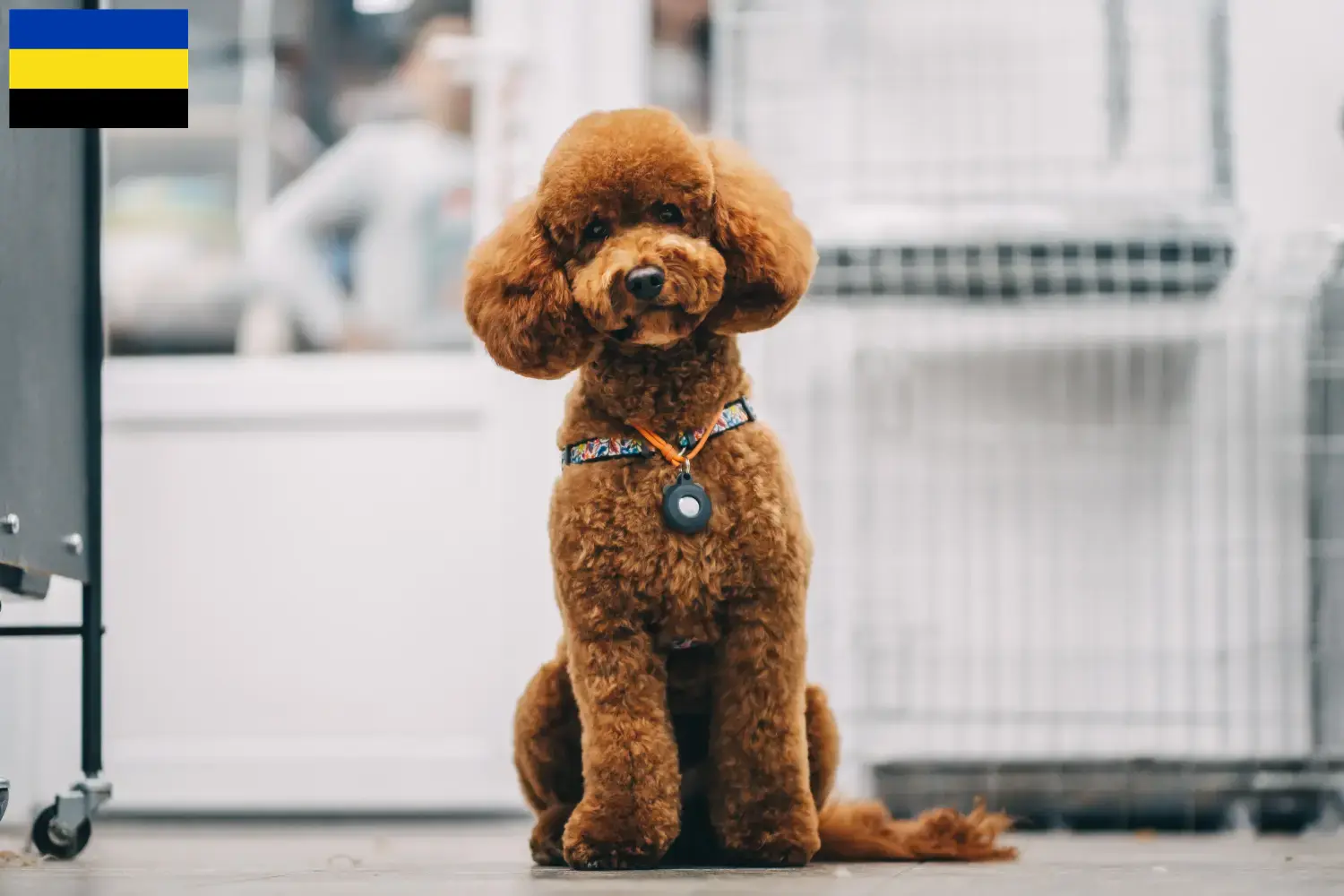 Maltipoo Welpen und Züchter Gelderland Hier findest Du Maltipoos Züchter in Gelderland.