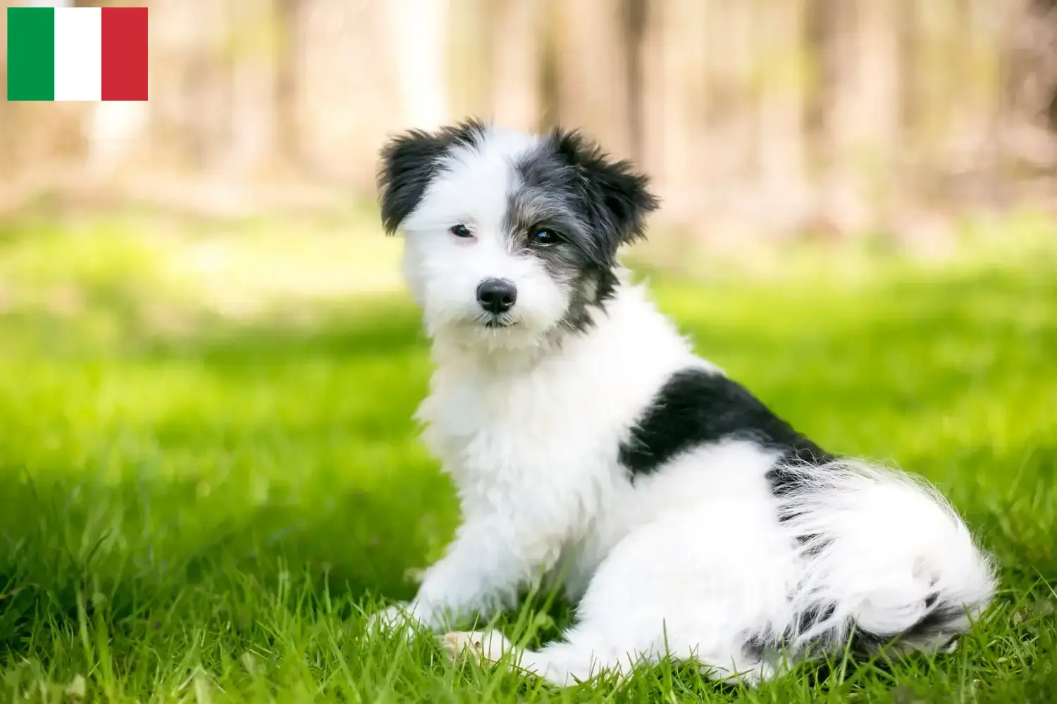 Maltipoo Welpen und Züchter Italien Hier findest Du Maltipoos Züchter in Italien.