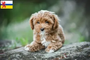 Mehr über den Artikel erfahren Maltipoo Züchter und Welpen in Limburg