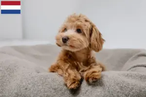 Mehr über den Artikel erfahren Maltipoo Züchter und Welpen in den Niederlanden