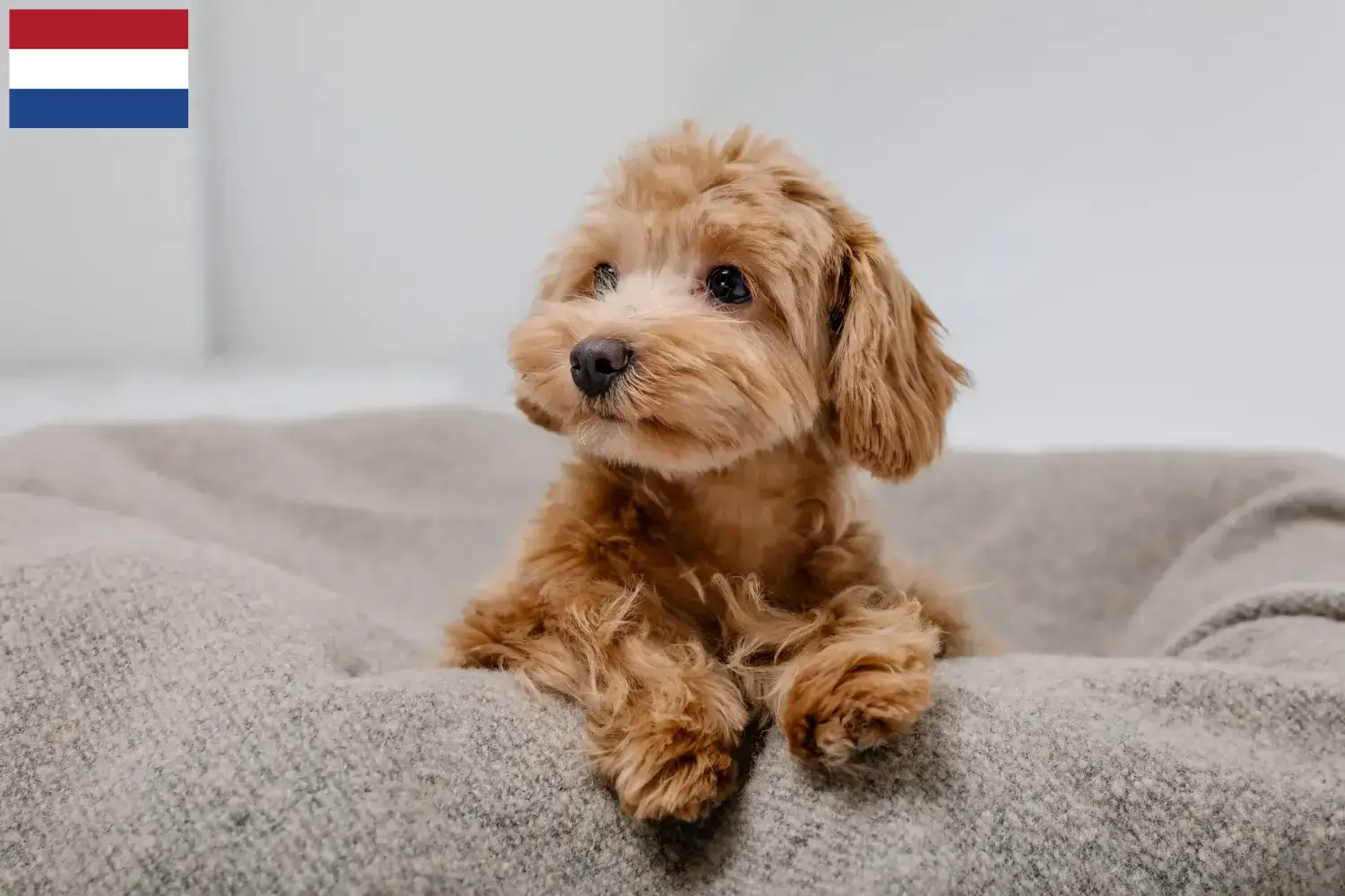 Maltipoo Welpen und Züchter Niederlande Hier findest Du Maltipoos Züchter in den Niederlanden.
