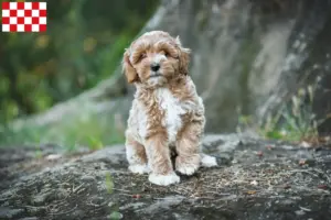 Mehr über den Artikel erfahren Maltipoo Züchter und Welpen in Nordbrabant