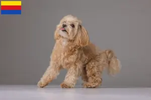 Mehr über den Artikel erfahren Maltipoo Züchter und Welpen in Nordholland