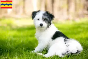 Mehr über den Artikel erfahren Maltipoo Züchter und Welpen in Overijssel