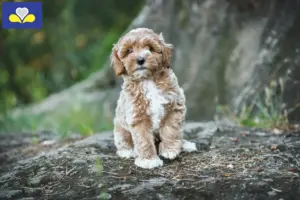 Mehr über den Artikel erfahren Maltipoo Züchter und Welpen in Region Brüssel-Hauptstadt