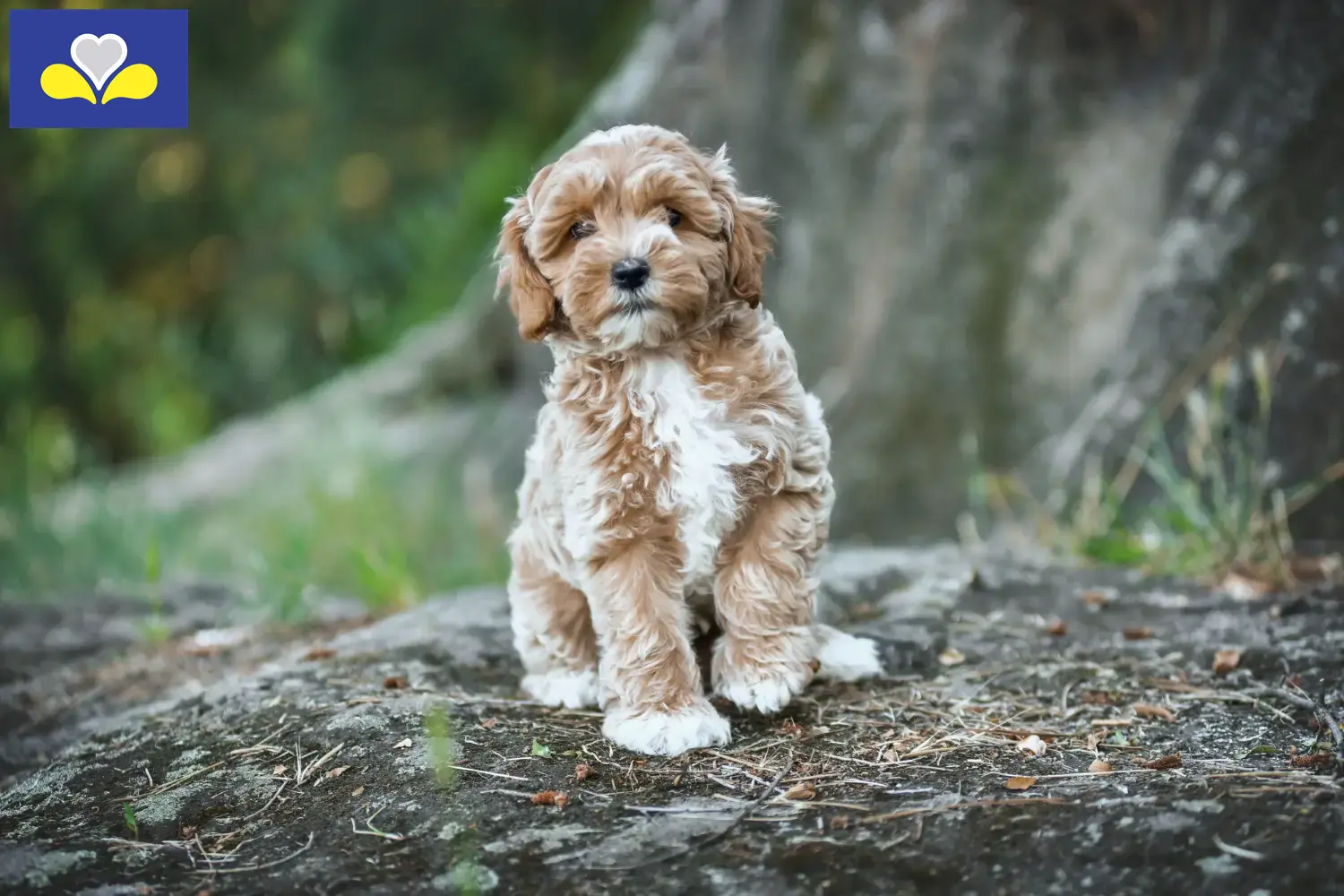Maltipoo Welpen und Züchter Region Brüssel-Hauptstadt Hier findest Du Maltipoos Züchter in Region Brüssel-Hauptstadt.