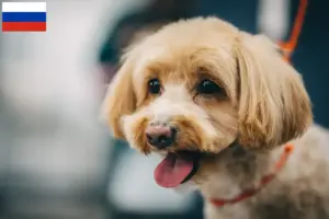 Mehr über den Artikel erfahren Maltipoo Züchter und Welpen in Russland