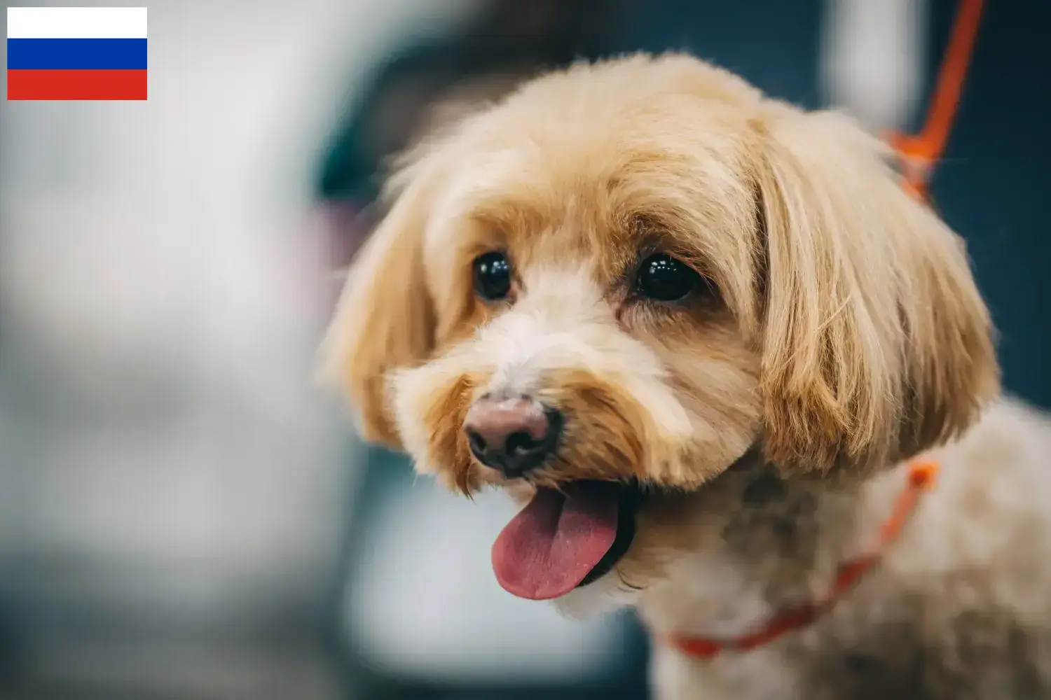 Maltipoo Welpen und Züchter Russland Hier findest Du Maltipoos Züchter in Russland.