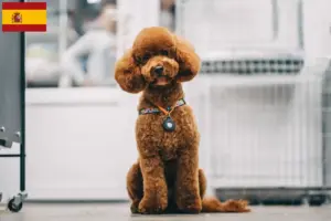 Mehr über den Artikel erfahren Maltipoo Züchter und Welpen in Spanien