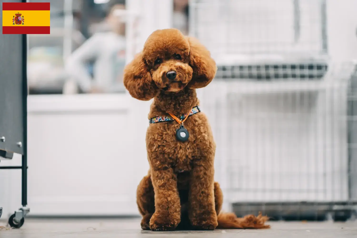 Maltipoo Welpen und Züchter Spanien Hier findest Du Maltipoos Züchter in Spanien.