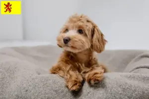Mehr über den Artikel erfahren Maltipoo Züchter und Welpen in Südholland