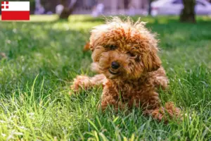 Mehr über den Artikel erfahren Maltipoo Züchter und Welpen in Utrecht