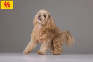 Mehr über den Artikel erfahren Maltipoo Züchter und Welpen in Wallonische Region