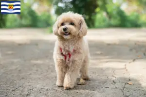Mehr über den Artikel erfahren Maltipoo Züchter und Welpen in Zeeland