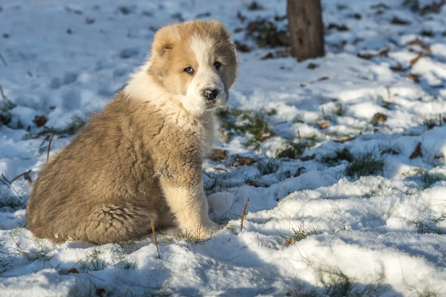 Einen Mittelasiatischen Schäferhund Welpen zu kaufen, bedeutet Verantwortung zu übernehmen! Mittelasiatischer Schäferhund Welpen kaufen.