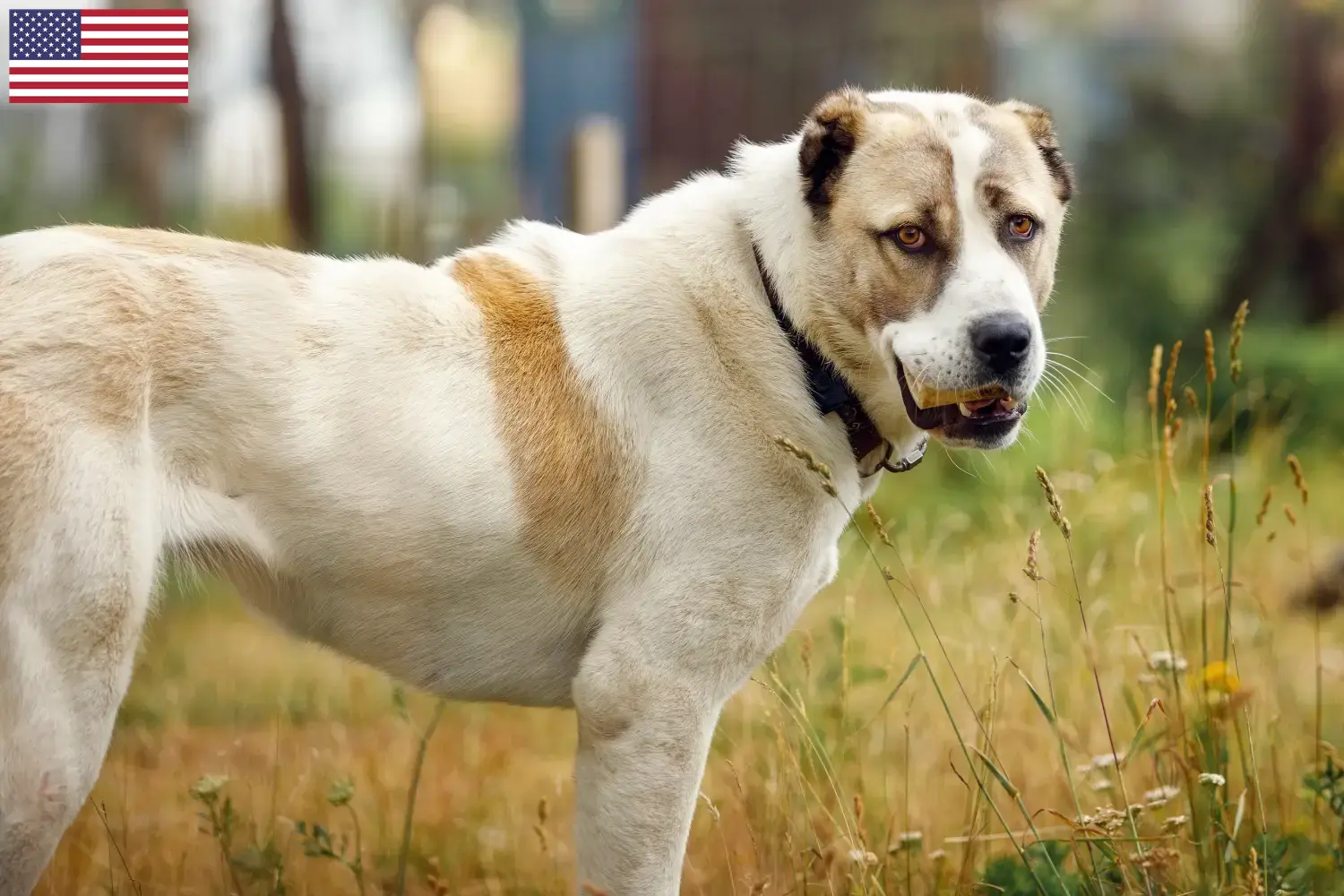 Mittelasiatischer Schäferhund Welpen und Züchter USA Hier findest Du Mittelasiatische Schäferhunde Züchter in den USA.