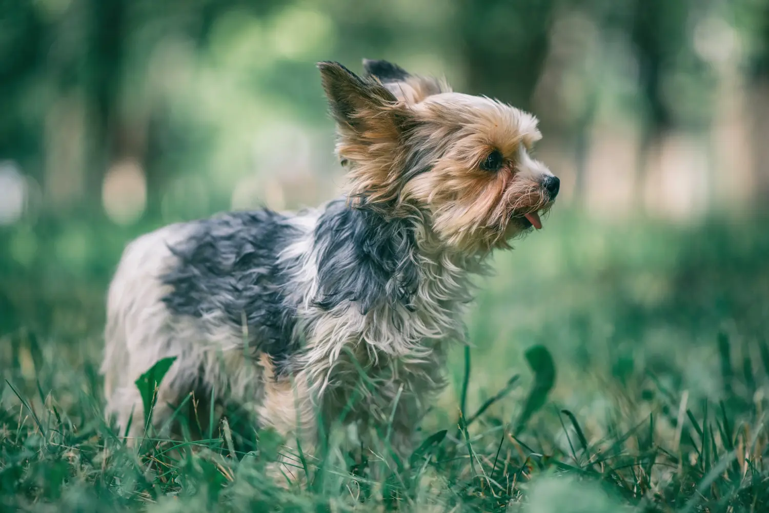 Einen Morkie Welpen zu kaufen, bedeutet Verantwortung zu übernehmen! Morkie Welpen kaufen.