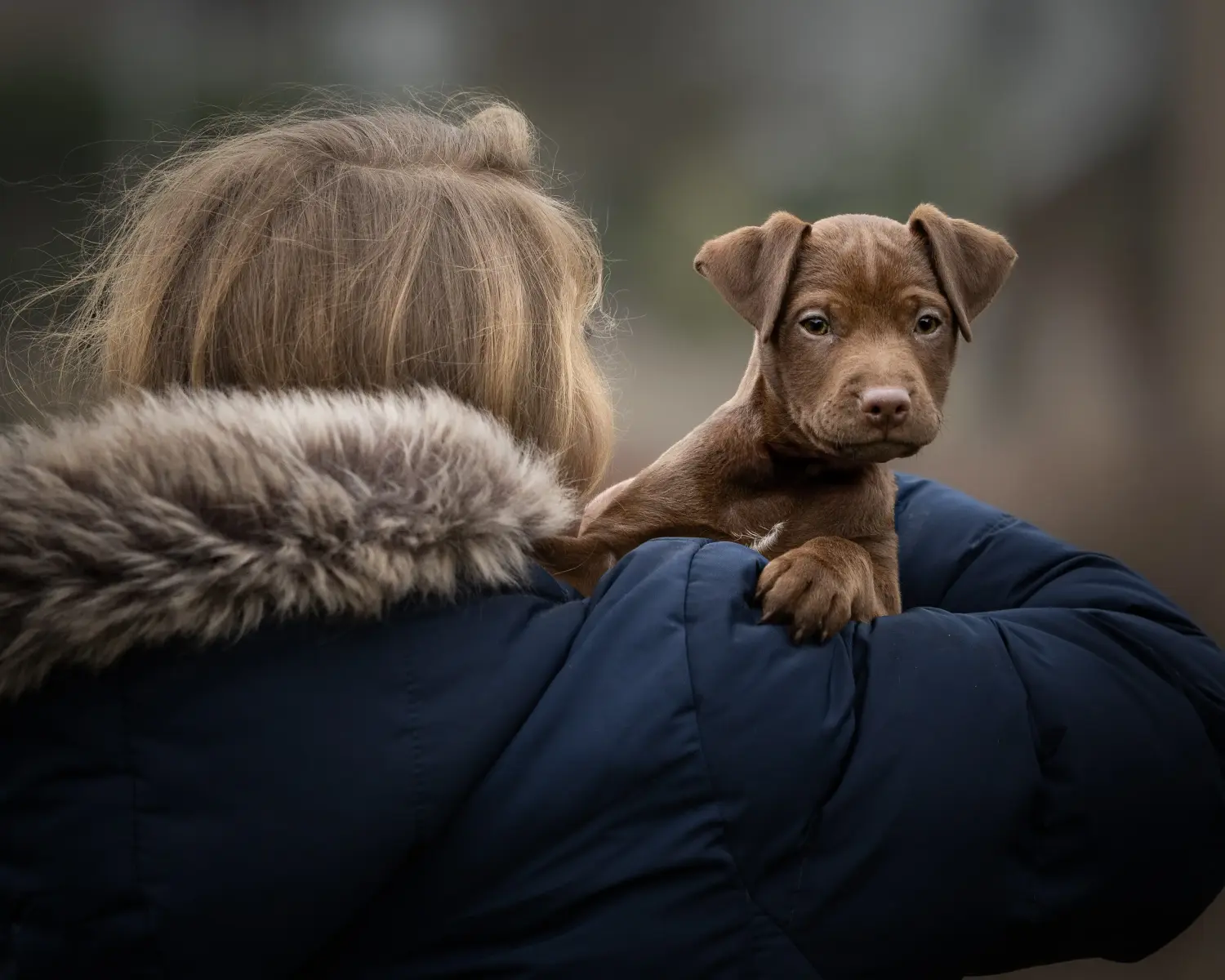 Einen Patterdale Terrier Welpen zu kaufen, bedeutet Verantwortung zu übernehmen! Patterdale Terrier Welpen kaufen.