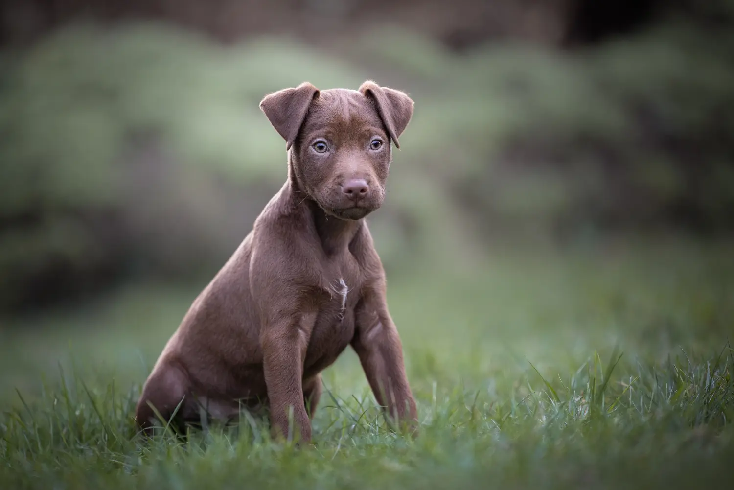 Einen Patterdale Terrier Welpen zu kaufen, bedeutet Verantwortung zu übernehmen! Patterdale Terrier Welpen kaufen.