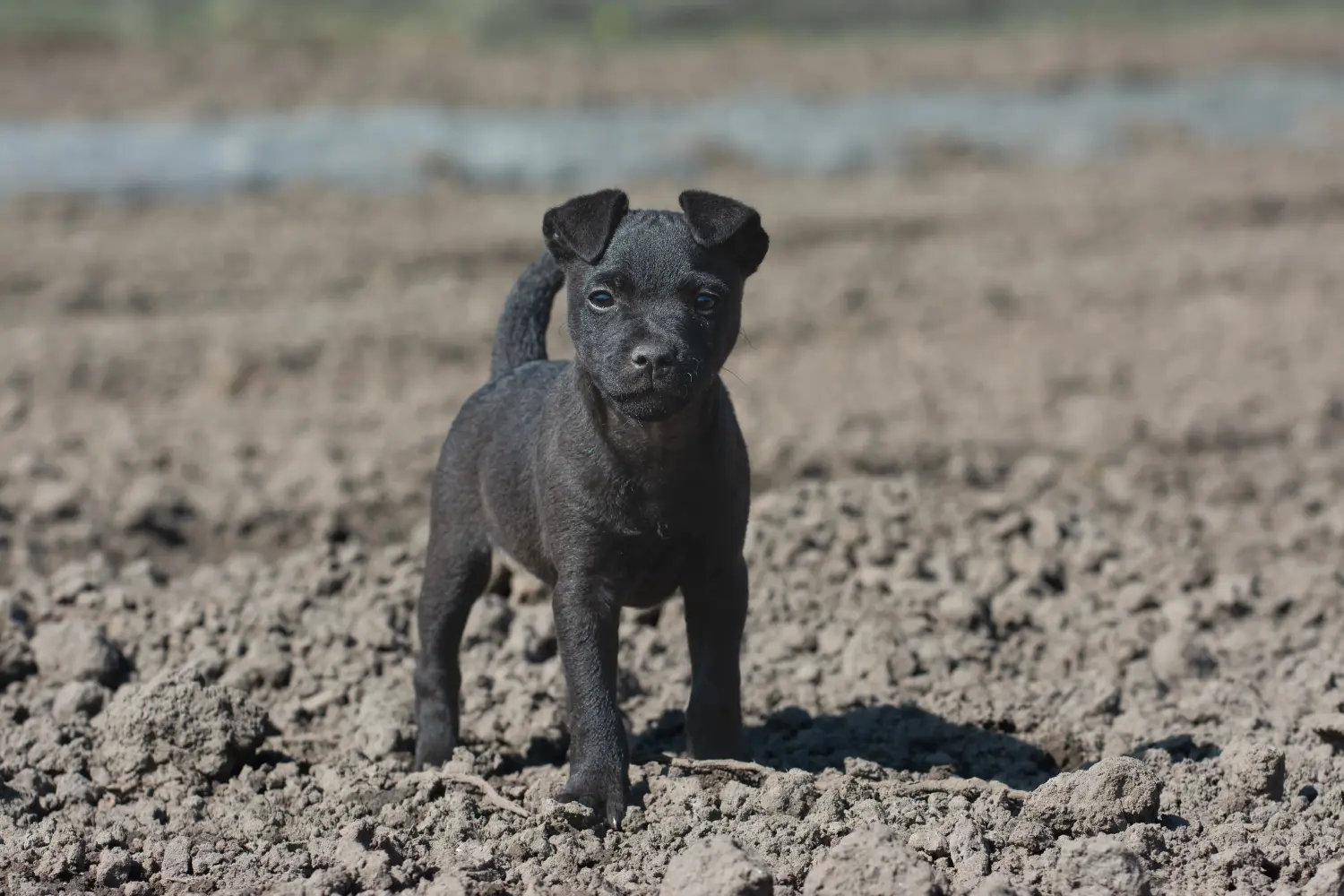 Einen Patterdale Terrier Welpen zu kaufen, bedeutet Verantwortung zu übernehmen! Patterdale Terrier Welpen kaufen.