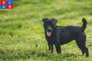 Mehr über den Artikel erfahren Patterdale Terrier Züchter und Welpen in Hradec Králové