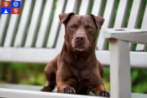 Mehr über den Artikel erfahren Patterdale Terrier Züchter und Welpen in Liberec