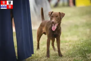 Mehr über den Artikel erfahren Patterdale Terrier Züchter und Welpen in Mittelböhmen