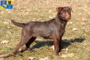 Mehr über den Artikel erfahren Patterdale Terrier Züchter und Welpen in Olmütz