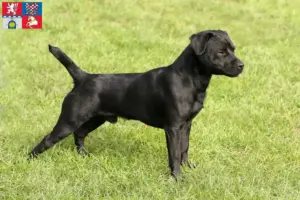 Mehr über den Artikel erfahren Patterdale Terrier Züchter und Welpen in Pardubice