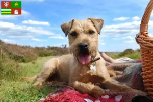 Mehr über den Artikel erfahren Patterdale Terrier Züchter und Welpen in Pilsen