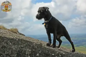 Mehr über den Artikel erfahren Patterdale Terrier Züchter und Welpen in Prag