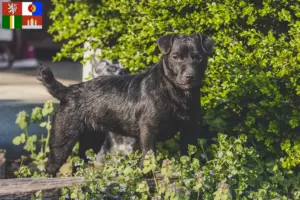 Mehr über den Artikel erfahren Patterdale Terrier Züchter und Welpen in Südböhmen