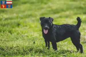 Mehr über den Artikel erfahren Patterdale Terrier Züchter und Welpen in Südmähren