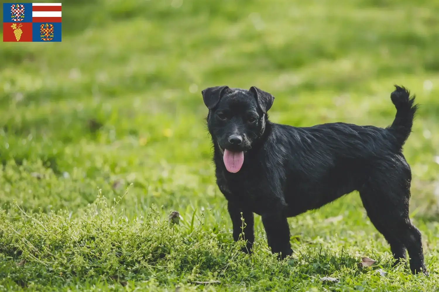 Patterdale Terrier Welpen und Züchter Südmähren Hier findest Du Patterdale Terrier Züchter in Südmähren.