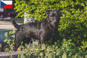 Mehr über den Artikel erfahren Patterdale Terrier Züchter und Welpen in Tschechien