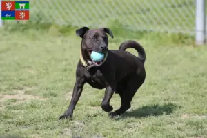 Mehr über den Artikel erfahren Patterdale Terrier Züchter und Welpen in Ústí